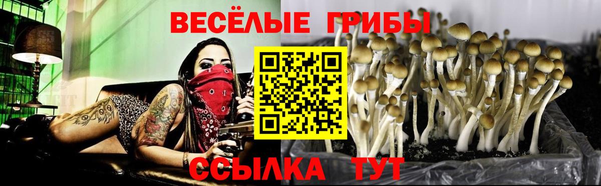 Псилоцибиновые грибы мицелий  купить   Псилоцибиновые грибы GOLDEN TEACHER  Советский  Вход с VPN 